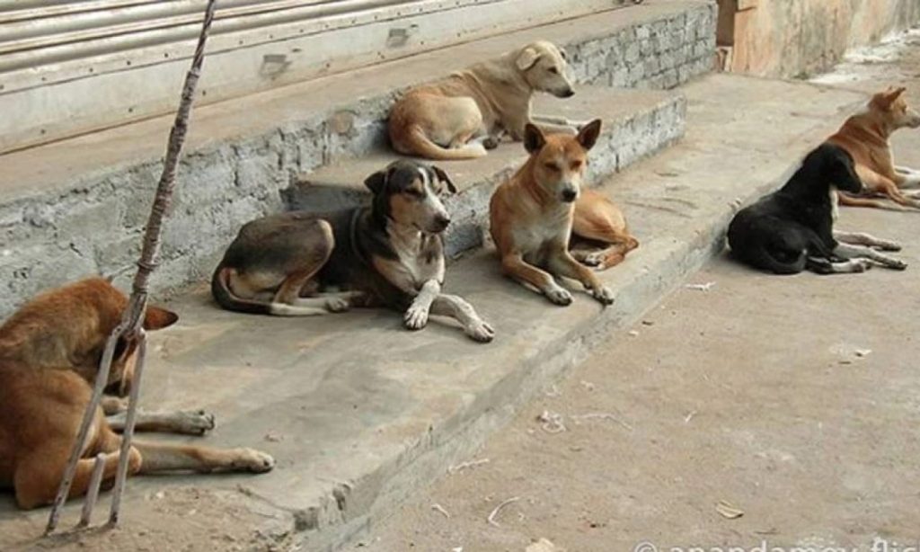 1d0385f6-1c6f-4f18-9769-8653627f01fd